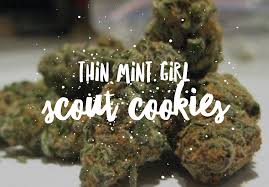 Buy Thin Mint Girl Scout Cookies Cannabis