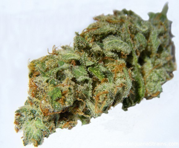 Casey Jones Marijuana Flower