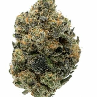 Girl Scout Cookies Weed Strain