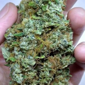 Viper Sativa Marijuana Strain UK