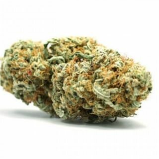 Money Maker Strain UK