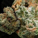 Buy Cactus Cooler Weed Strain